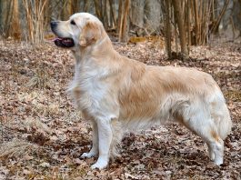 Golden Retriever