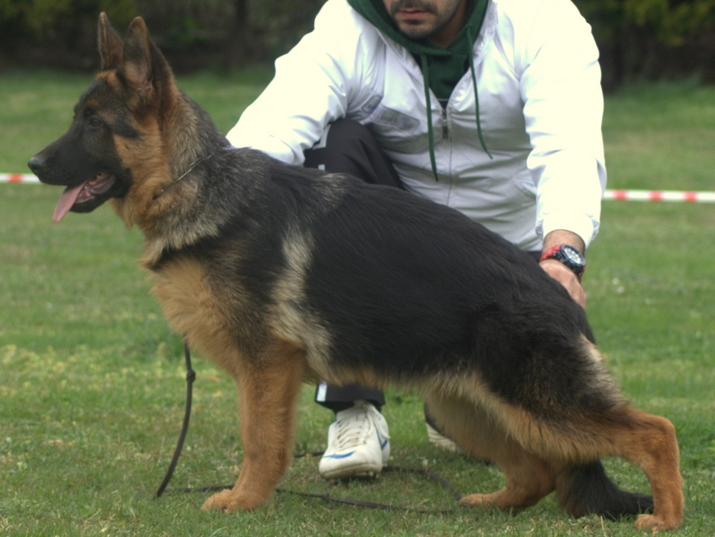 Alman çoban köpeği