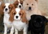 Köpekleri Anlamanın 7 Yolu