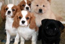 Köpekleri Anlamanın 7 Yolu