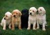 Türkiye’de En Çok Takılan Köpek İsimleri