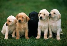 Türkiye’de En Çok Takılan Köpek İsimleri