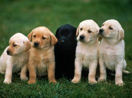 Türkiye’de En Çok Takılan Köpek İsimleri