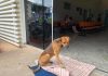 Ölen sahibini dört aydır hastane kapısında bekleyen vefalı köpek