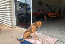 Ölen sahibini dört aydır hastane kapısında bekleyen vefalı köpek