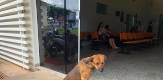 Ölen sahibini dört aydır hastane kapısında bekleyen vefalı köpek