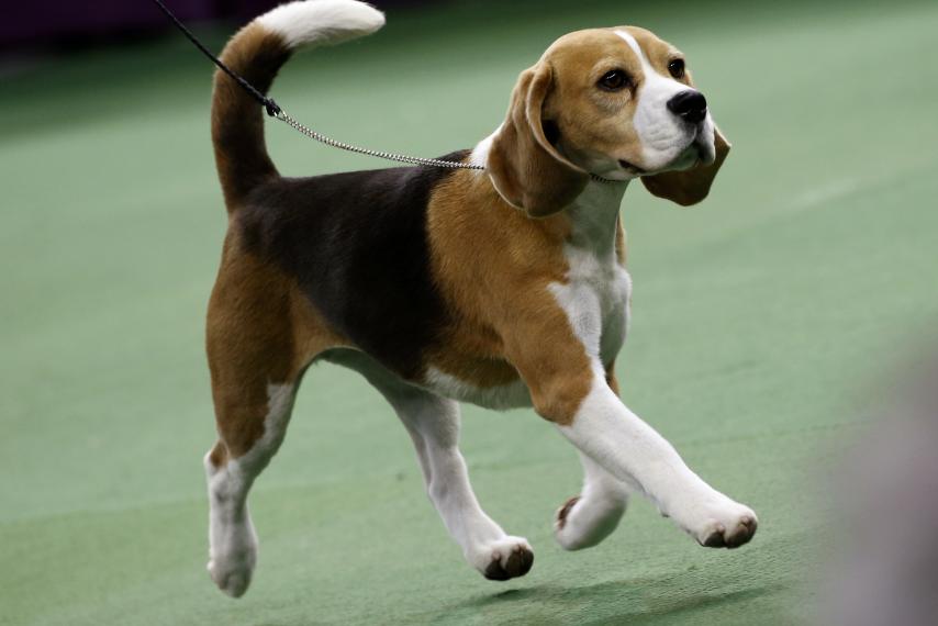 Beagle