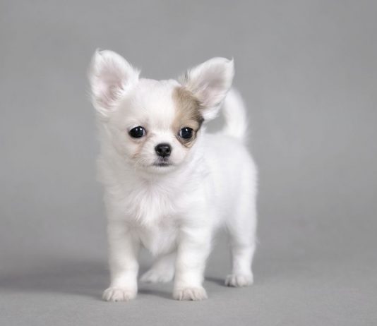 Chihuahua
