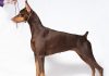 Doberman