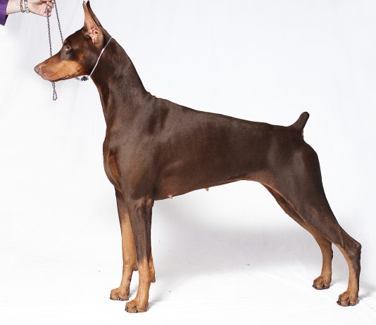 Doberman