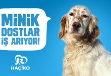 Minik Dostlar İş Arıyor