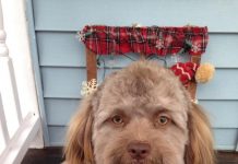 İnternetin yeni starı: İnsan yüzlü köpek “Yogi”