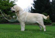 Labrador Retriever
