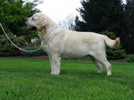 Labrador Retriever