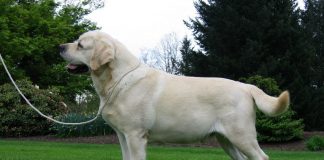 Labrador Retriever