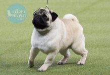 Pug