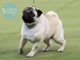 Pug