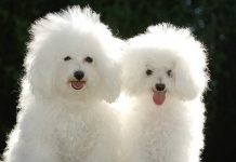 Kaniş