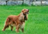 İngiliz cocker spaniel