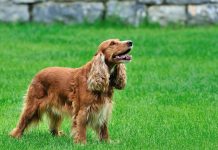 İngiliz cocker spaniel