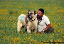 Türkiye’nin yerli köpek ırkları