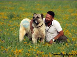 Türkiye’nin yerli köpek ırkları