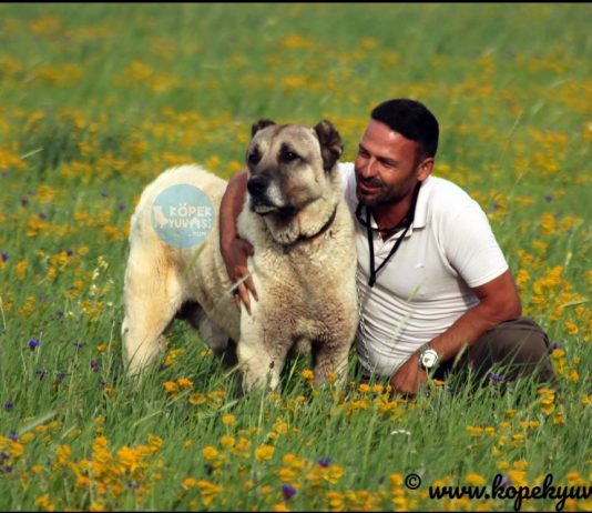 Türkiye’nin yerli köpek ırkları