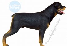 Rottweiler