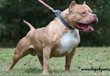 Pitbull