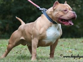Pitbull