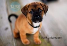 Yavru Köpeklerde Tuvalet Eğitimi