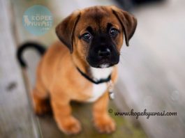 Yavru Köpeklerde Tuvalet Eğitimi