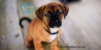 Yavru Köpeklerde Tuvalet Eğitimi