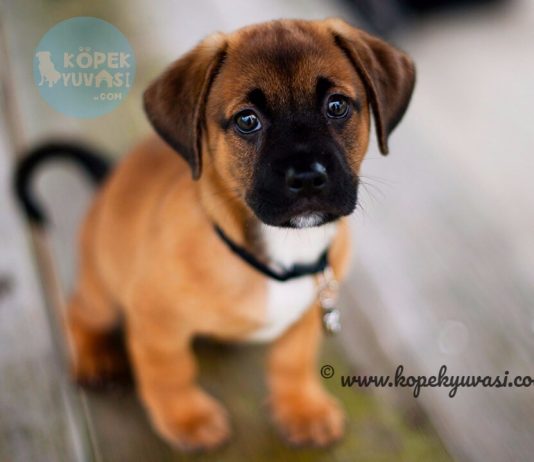 Yavru Köpeklerde Tuvalet Eğitimi