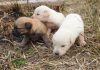 Anneleri ölen 7 yavru köpek koruma altına alındı