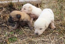 Anneleri ölen 7 yavru köpek koruma altına alındı