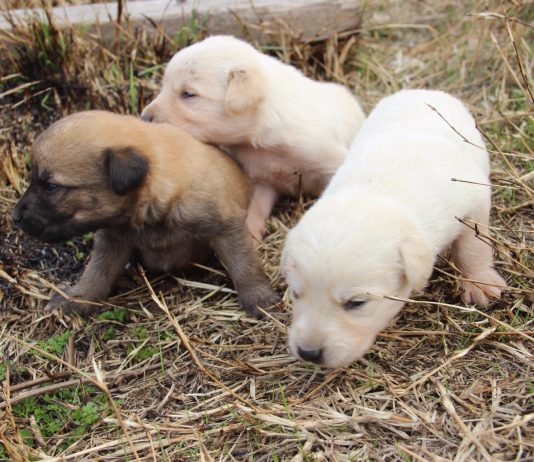 Anneleri ölen 7 yavru köpek koruma altına alındı