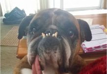 İşte Dünyanın En Çirkin Köpeği