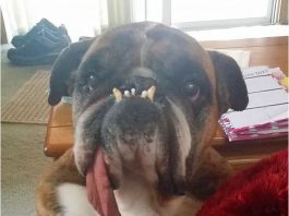 İşte Dünyanın En Çirkin Köpeği