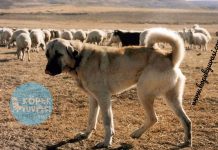 Sivas Kangal