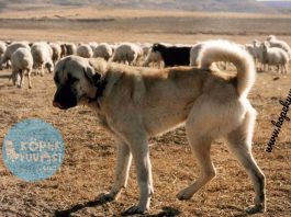 Sivas Kangal