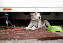 Kuzey Kore’de yüksek sıcaklara karşı baharatlı köpek çorbası