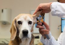 Köpeklerin Hastalıkları, Belirtileri ve Tedbirleri