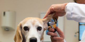 Köpeklerin Hastalıkları, Belirtileri ve Tedbirleri