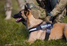 K9 Köpek Eğitimi
