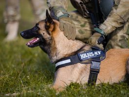 K9 Köpek Eğitimi