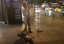 Köpek dostu belediye işçisi