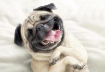 En Arkadaş Canlısı Olan Köpekler