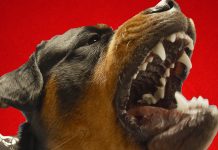 Dünyanın En Tehlikeli ve Güçlü Köpek Irkları