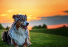 Köpekler İçin 5 Ortak Yaz Tehlikesi